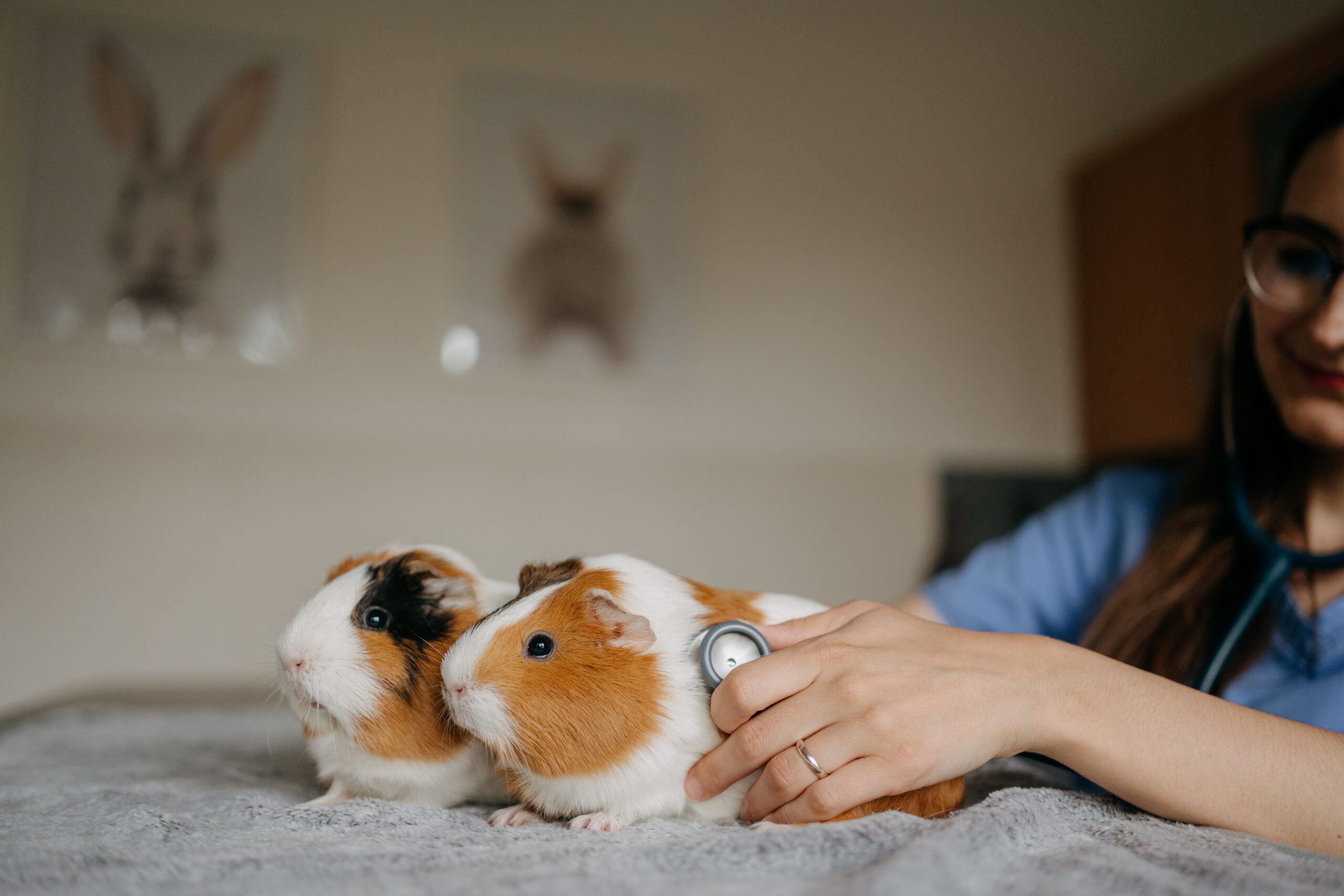 Veterinární ordinace ExoCare. Morče. Veterina drobní savci. Veterina pro morčata v Brně. Pohotovost drobní savci. Hospitalizace. Chirurgie drobní savci.