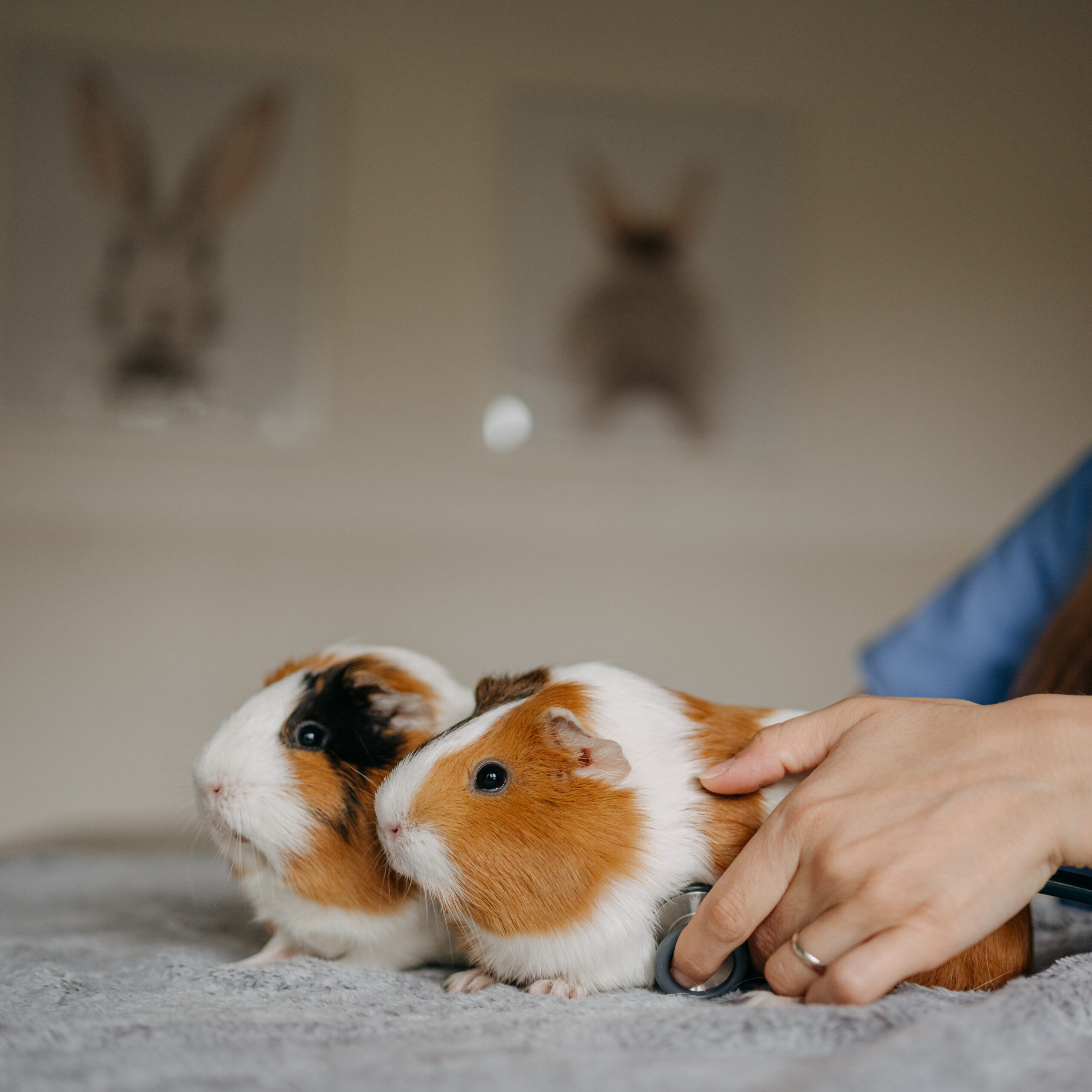 Veterinární ordinace ExoCare. Morče. Veterina drobní savci. Veterina pro morčata v Brně. Pohotovost drobní savci. Hospitalizace. Chirurgie drobní savci.