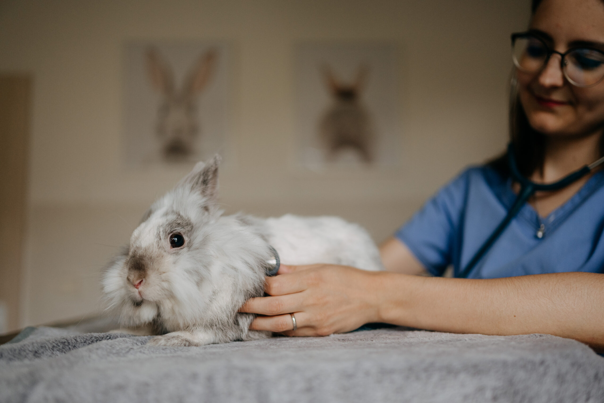 Veterinární ordinace ExoCare. Králík. Veterina drobní savci. Veterina pro králíky v Brně. Pohotovost drobní savci. Hospitalizace. Chirurgie drobní savci.