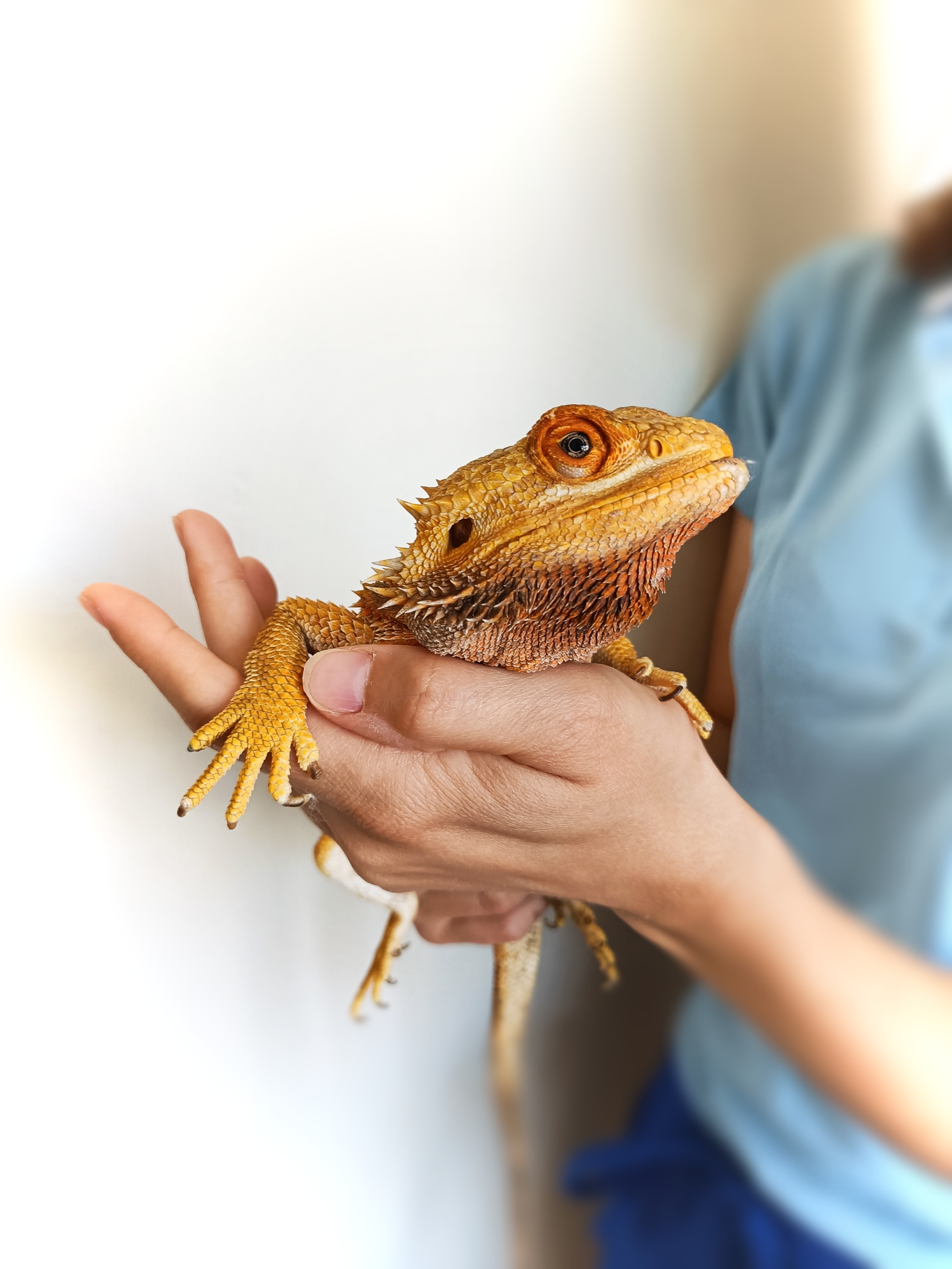 Veterinární ordinace ExoCare. Agama. Veterina plazi. Veterina pro plazy v Brně. Pohotovost plazy. Hospitalizace. Chirurgie drobní savci.